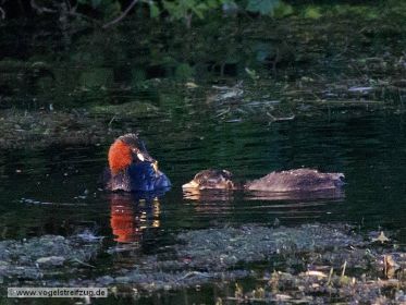 Zwergtaucher füttert Nachwuchs mit Fisch