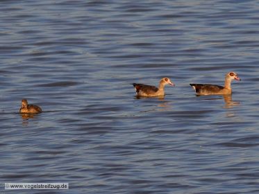 Nilganspaar mit Gössel