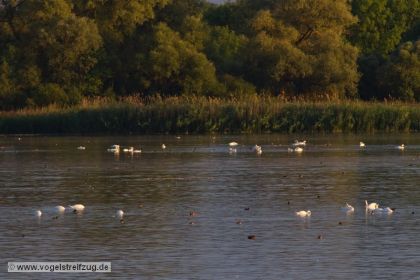 Ismaninger Speichersee im Abendlicht. Hier Blick auf den südlichen Bereich des Westbeckens