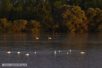 Ismaninger Speichersee im Abendlicht. Hier Blick auf den südlichen Bereich des Westbeckens