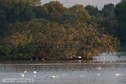 Blick auf die Kormoraninsel im Westbecken des Ismaninger Speichersees