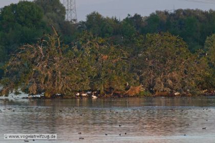 Blick auf die Kormoraninsel im Westbecken des Ismaninger Speichersees