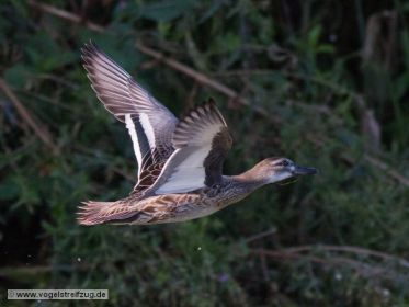 Knäkente im Flug über dem Wasser