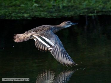 Knäkente im Flug über dem Wasser