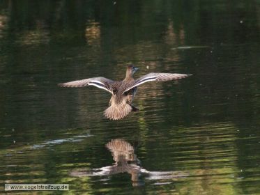 Knäkente im Flug über dem Wasser