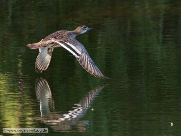 Knäkente im Flug über dem Wasser