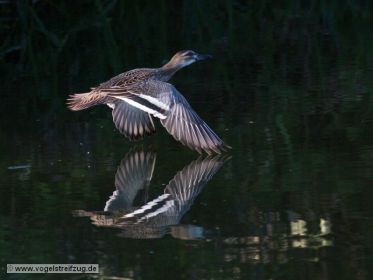 Knäkente über dem Wasser