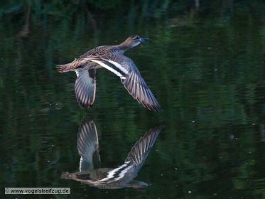 Knäkente über dem Wasser