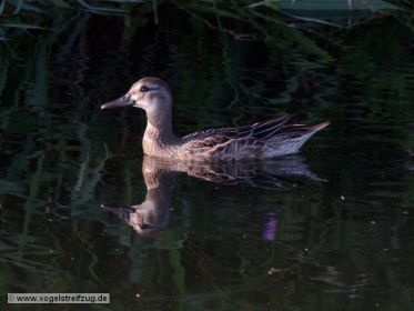 Knäkente im Vorflutgraben beim Ostbecken des Ismaninger Speichersees