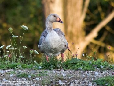 Gänsehybride, mutmaßlich Schwanengans x Hausgans-Hybride