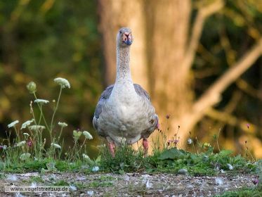 Gänsehybride, mutmaßlich Schwanengans x Hausgans-Hybride