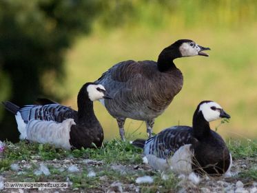 Dreifachhybride mit zwei Weißwangengänsen