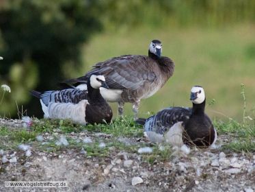 Dreifachhybride mit zwei Weißwangengänsen