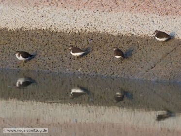 Flussuferläufer am Kanaldamm