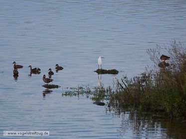Seidenreiher vor Insel im Ostbecken des Ismaninger Speichersees