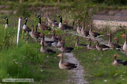 Gruppe von Graugänsen mit vier Kanadagänsen rasten auf Dammweg