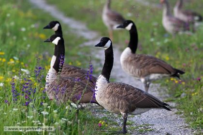 Vier Kanadagänse auf Dammweg
