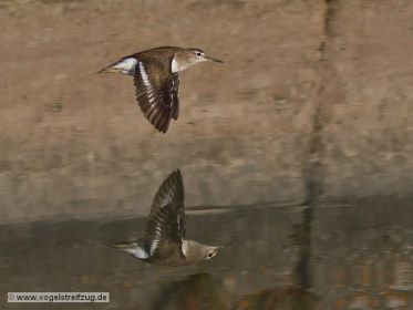 Flussuferläufer im Flug über Kanal