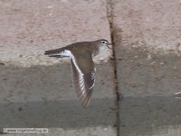 Flussuferläufer im Flug über Kanal