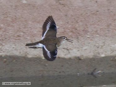 Flussuferläufer im Flug über Kanal