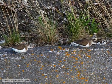 Flussuferläufer am Kanal-Damm