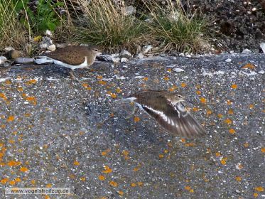 Flussuferläufer am Kanal-Damm