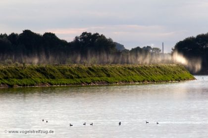 Insekten-Wolken im Gegenlicht am Süddamm des Ismaninger Speichersees (Ostbecken)