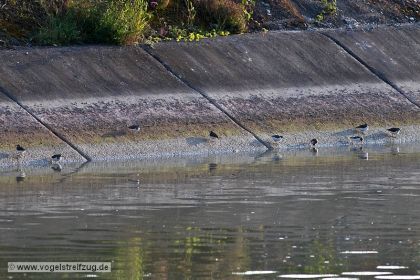 Flussuferläufer am Kanal-Damm