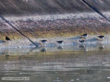 Flussuferläufer am Kanal-Damm