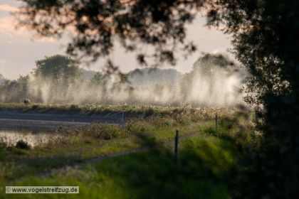 Insekten-Wolken im Gegenlicht am Süddamm des Ismaninger Speichersees (Ostbecken)