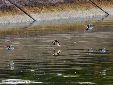 Flussuferläufer überfliegen Kanal