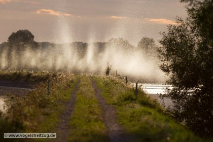 Insekten-Wolken im Gegenlicht am Süddamm des Ismaninger Speichersees (Ostbecken)