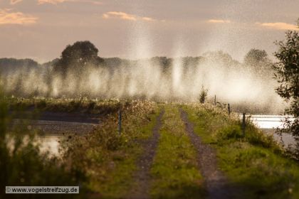 Insekten-Wolken im Gegenlicht am Süddamm des Ismaninger Speichersees (Ostbecken)