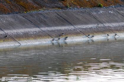 Flussuferläufer am Kanal-Damm