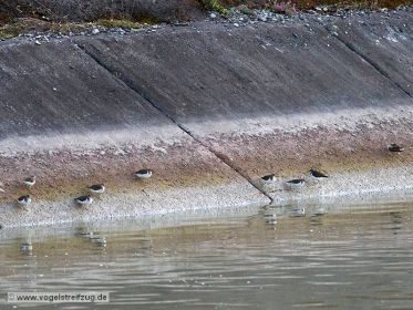Flussuferläufer am Kanal-Damm