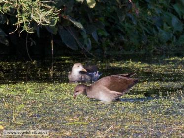 Zwei diesjährige Teichhühner