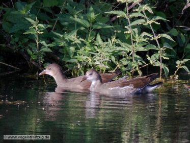Zwei diesjährige Teichhühner