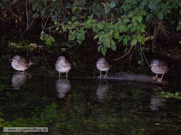 Mandarinenten in einem Bach beim Ismaninger Speichersee