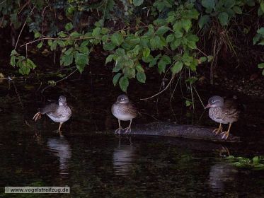 Mandarinenten in einem Bach beim Ismaninger Speichersee