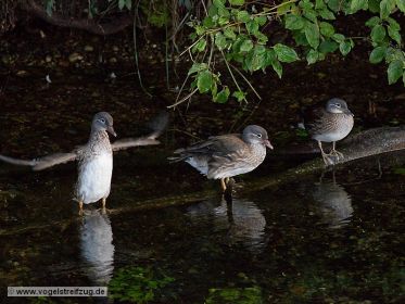 Mandarinenten in einem Bach beim Ismaninger Speichersee
