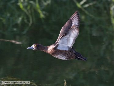 Reiherente fliegt auf