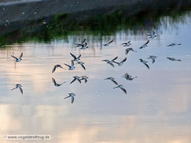 Eine Gruppe von Flussuferläufern überfliegt Kanal am Ismaninger Speichersee