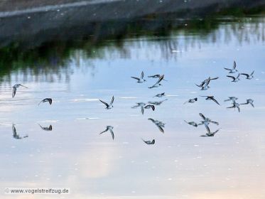 Eine Gruppe von Flussuferläufern überfliegt Kanal am Ismaninger Speichersee