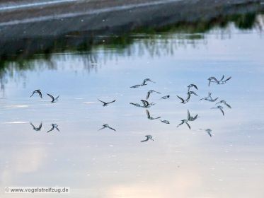 Eine Gruppe von Flussuferläufern überfliegt Kanal am Ismaninger Speichersee