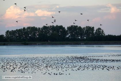 Blick in das Ostbecken am Abend: Unzählige Kolbenenten, Tafelenten und Reiherenten ruhen im Ismaninger Speichersee