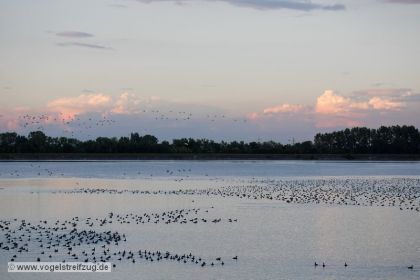 Blick in das Ostbecken am Abend: Unzählige Kolbenenten, Tafelenten und Reiherenten ruhen im Ismaninger Speichersee