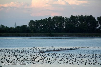 Blick in das Ostbecken am Abend: Unzählige Kolbenenten, Tafelenten und Reiherenten ruhen im Ismaninger Speichersee