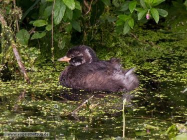 Junger Zwergtaucher
