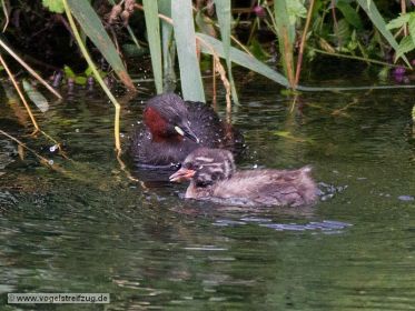 Zwergtaucher: Altvogel und Jungvogel