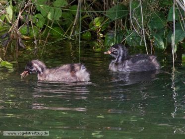 Zwei junge Zwergtaucher